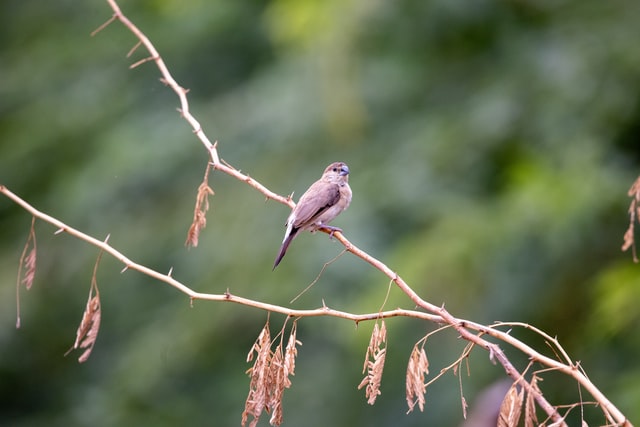 Dead finches reported in Kitsap County.