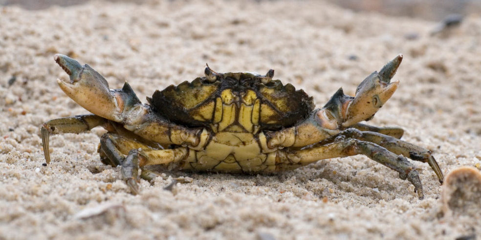 header-green-crabs2-1