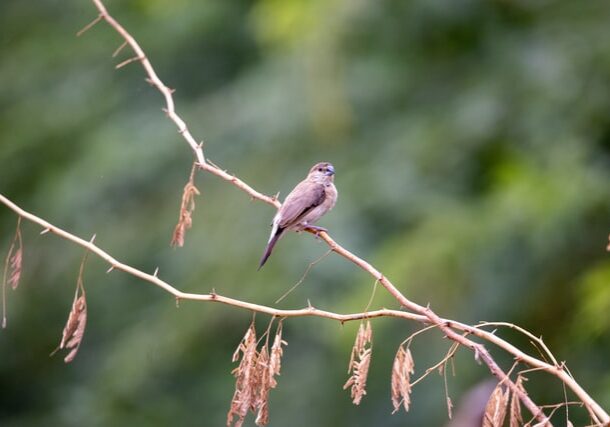 Dead finches reported in Kitsap County.